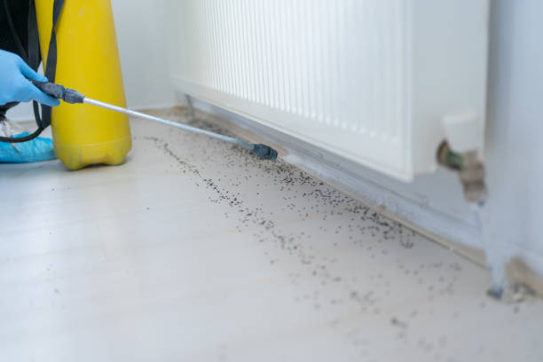 Best Wasp Removal Services  in Tellico Plains, TN